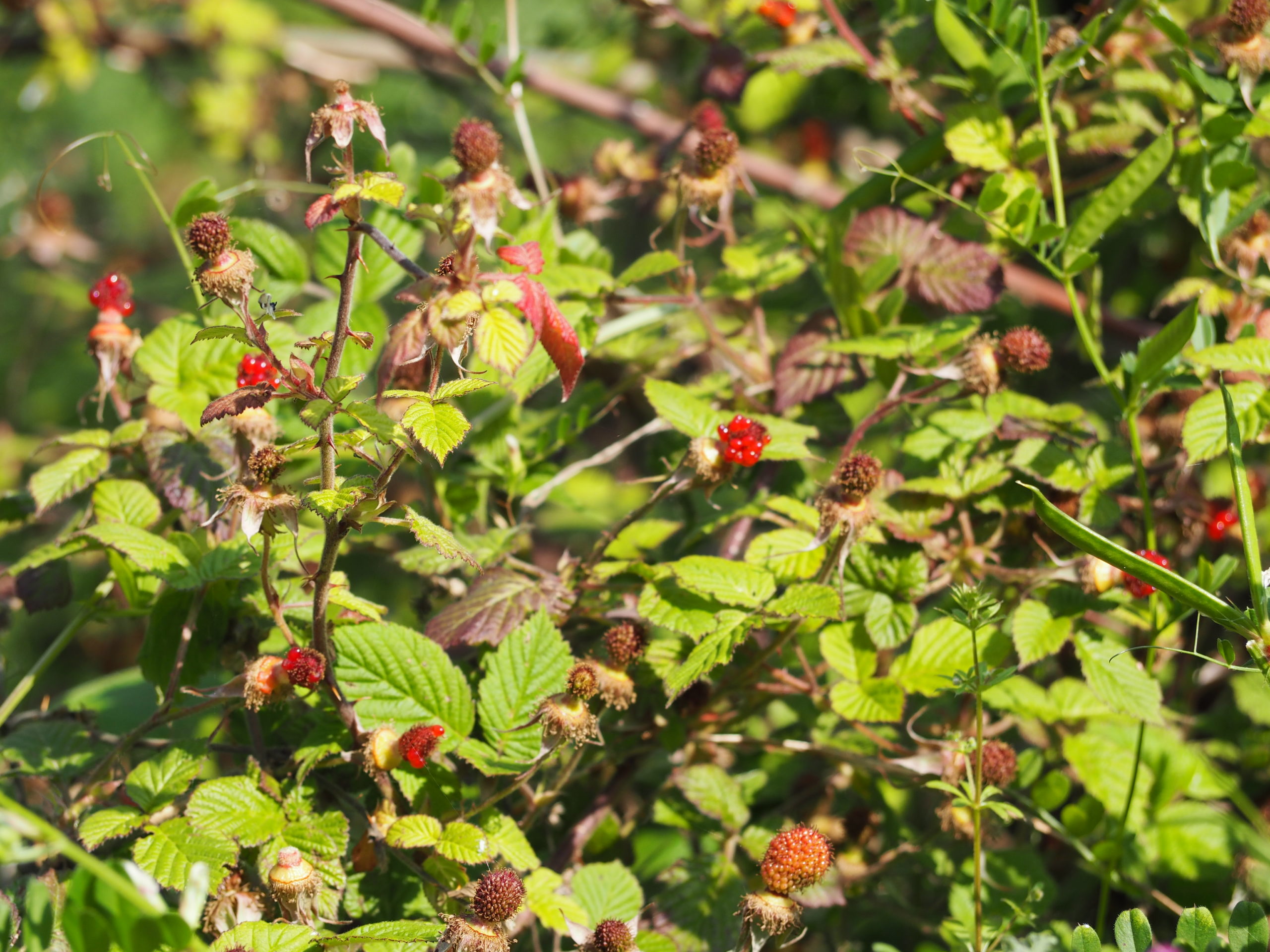 5月7日 野いちごを見つけに あんず認定子ども園